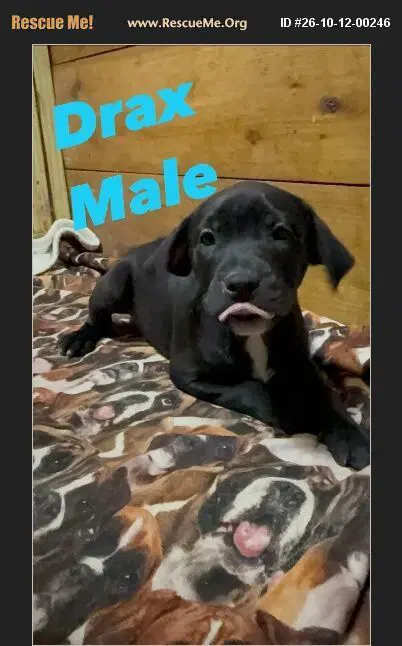Drax - American Pit Bull Terrier