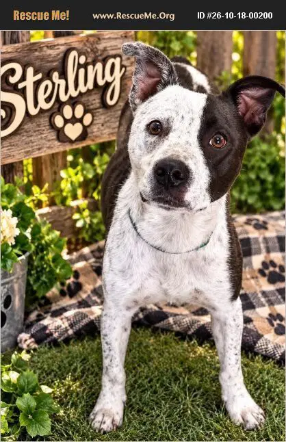 Sterling - American Staffordshire Terrier