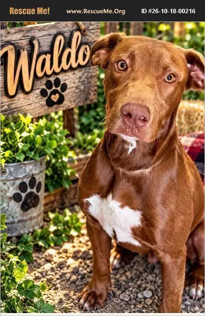 Waldo - Labrador Retriever