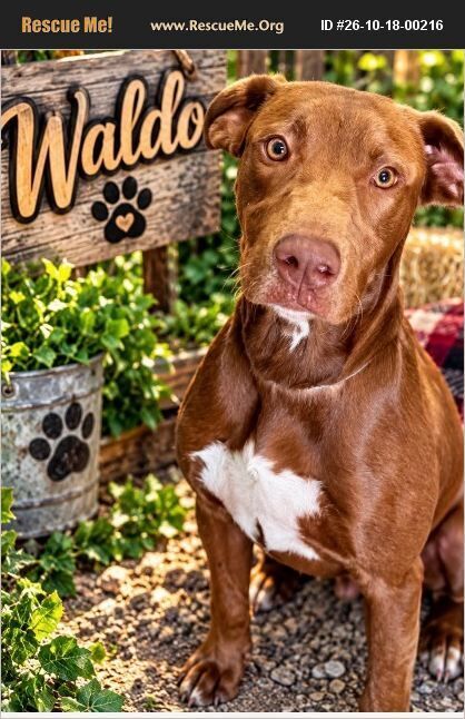 Waldo