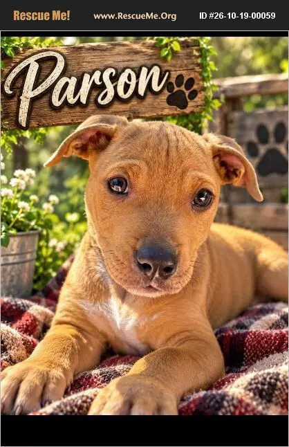 Parson - Pit Bull Terrier