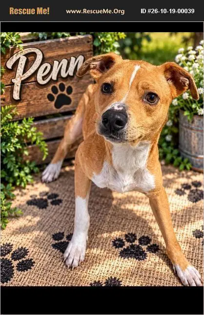 Penn - American Staffordshire Terrier