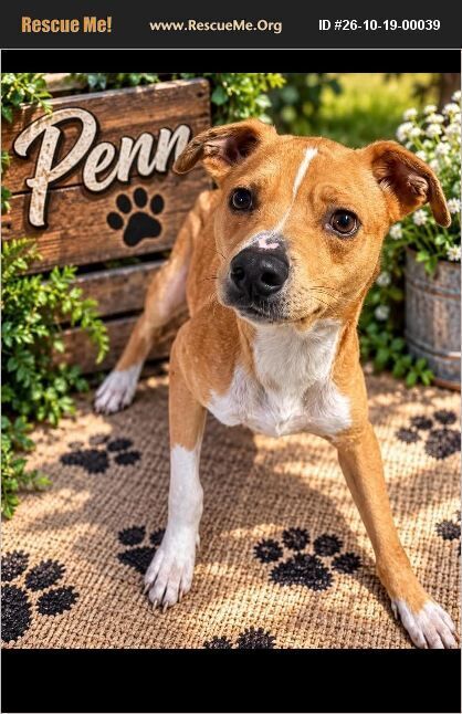 Penn