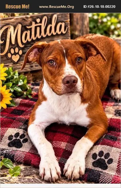 Matilda - American Staffordshire Terrier