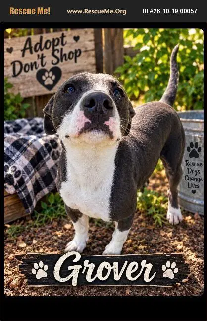 Grover - Hound
