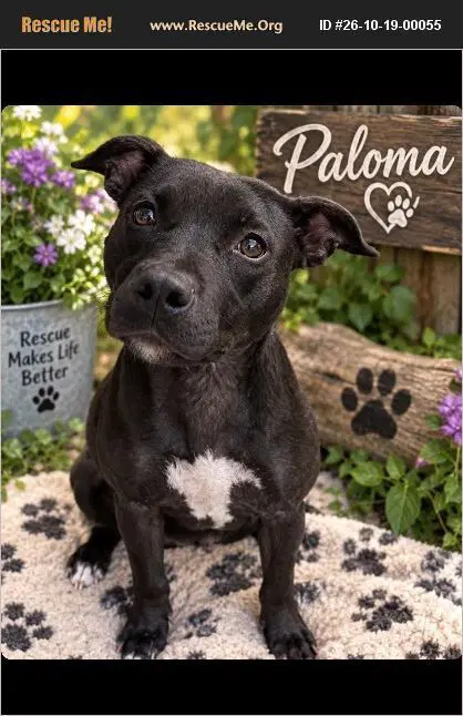 Paloma - Pit Bull Terrier