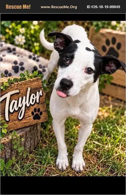 Taylor - American Staffordshire Terrier