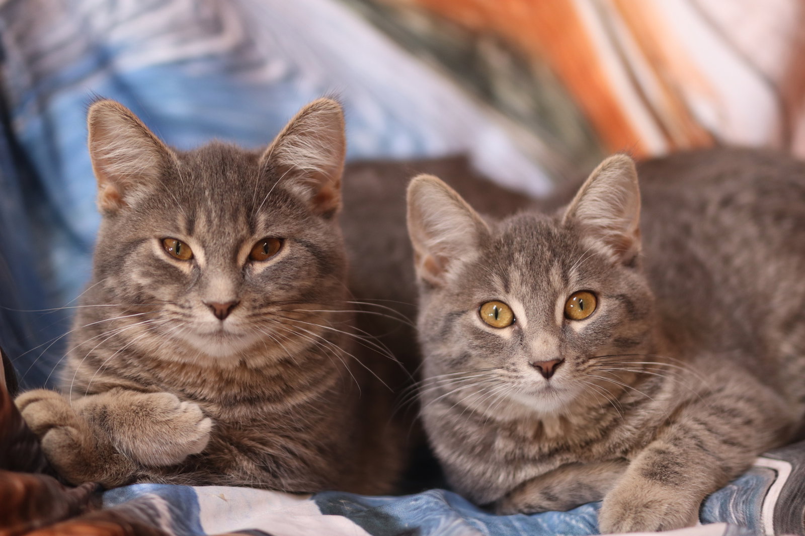 Cats for Adoption in Owatonna, Minnesota Alpha Paw