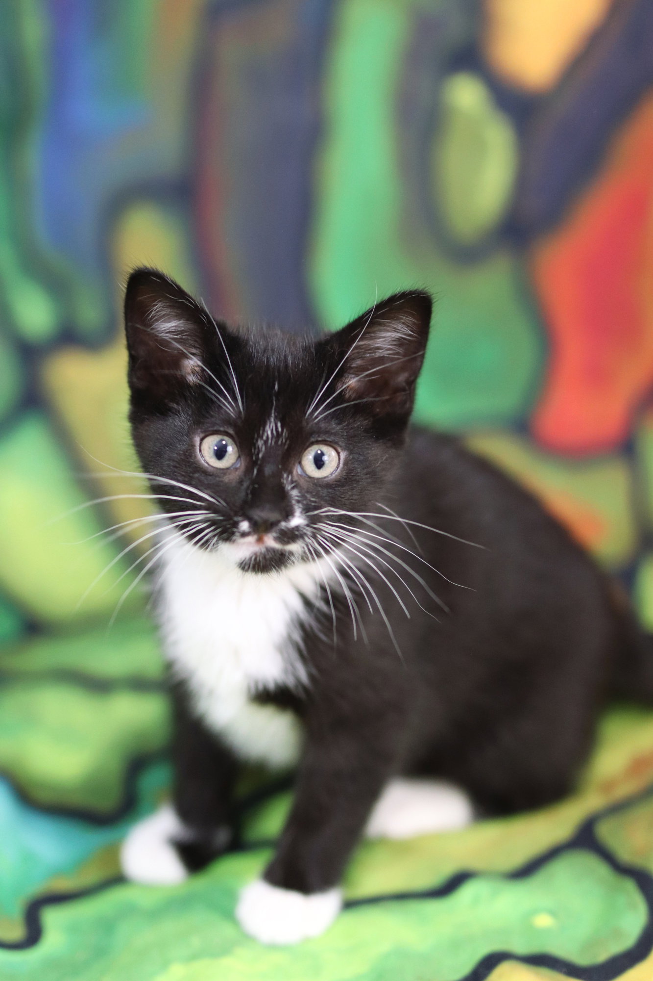 Cats for Adoption in Buffalo, Minnesota Alpha Paw