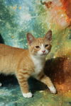 adoptable Cat in  named Stafford