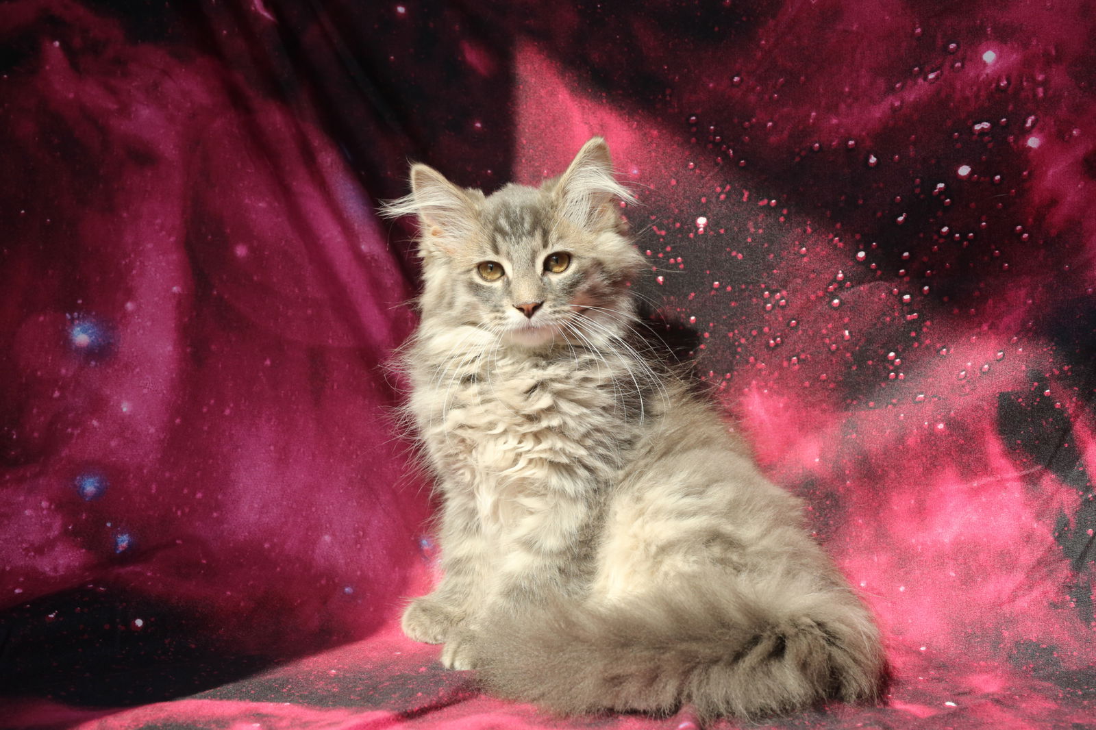 adoptable Cat in New Prague, MN named Duhaney