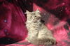 adoptable Cat in  named Duhaney