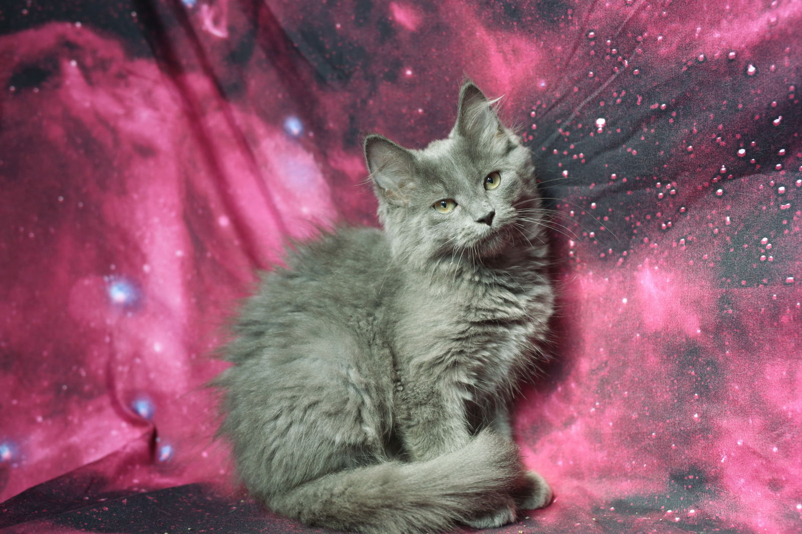 adoptable Cat in New Prague, MN named Nappo