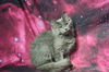 adoptable Cat in  named Nappo