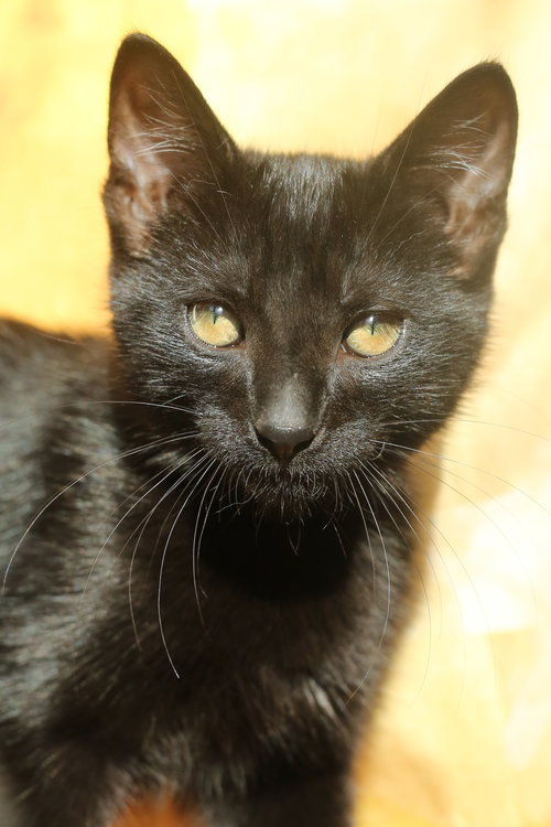 picture of the cat needing adoption