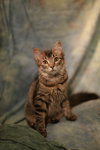 Badkins (FeLV+) - Photo 1
