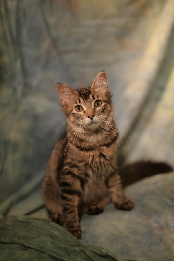 Badkins (FeLV+)