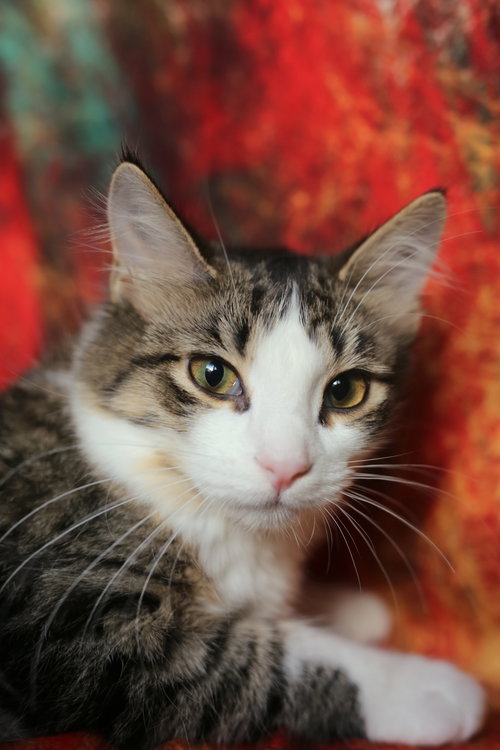 picture of the cat needing adoption