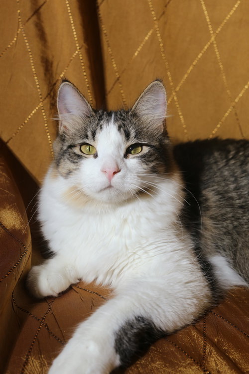 picture of the cat needing adoption