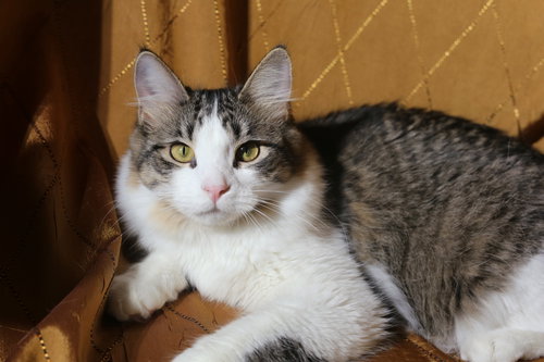 BIDDIX (FELV+) - Domestic Medium Hair available for adoption
