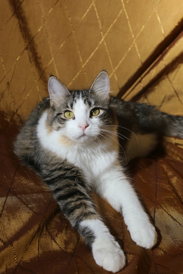 Biddix (FeLV+)