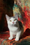 Budgie (FeLV+) - Photo 1
