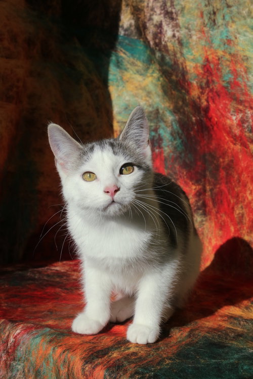 picture of the cat needing adoption