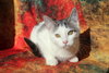 Budgie (FeLV+) - Photo 2
