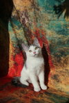 Budgie (FeLV+) - Photo 3