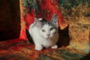 Budgie (FeLV+) - Photo 4