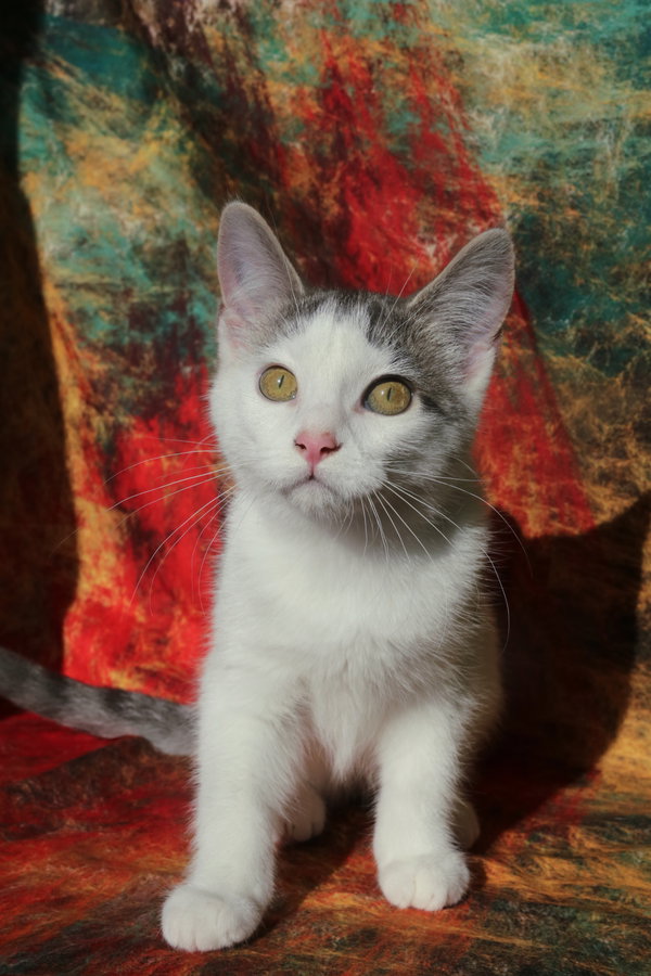 Budgie (FeLV+)