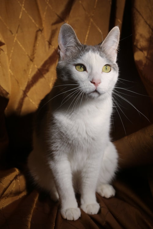 Budgie (FeLV+)