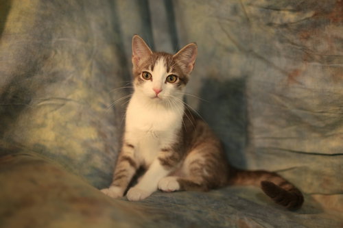 picture of the cat needing adoption