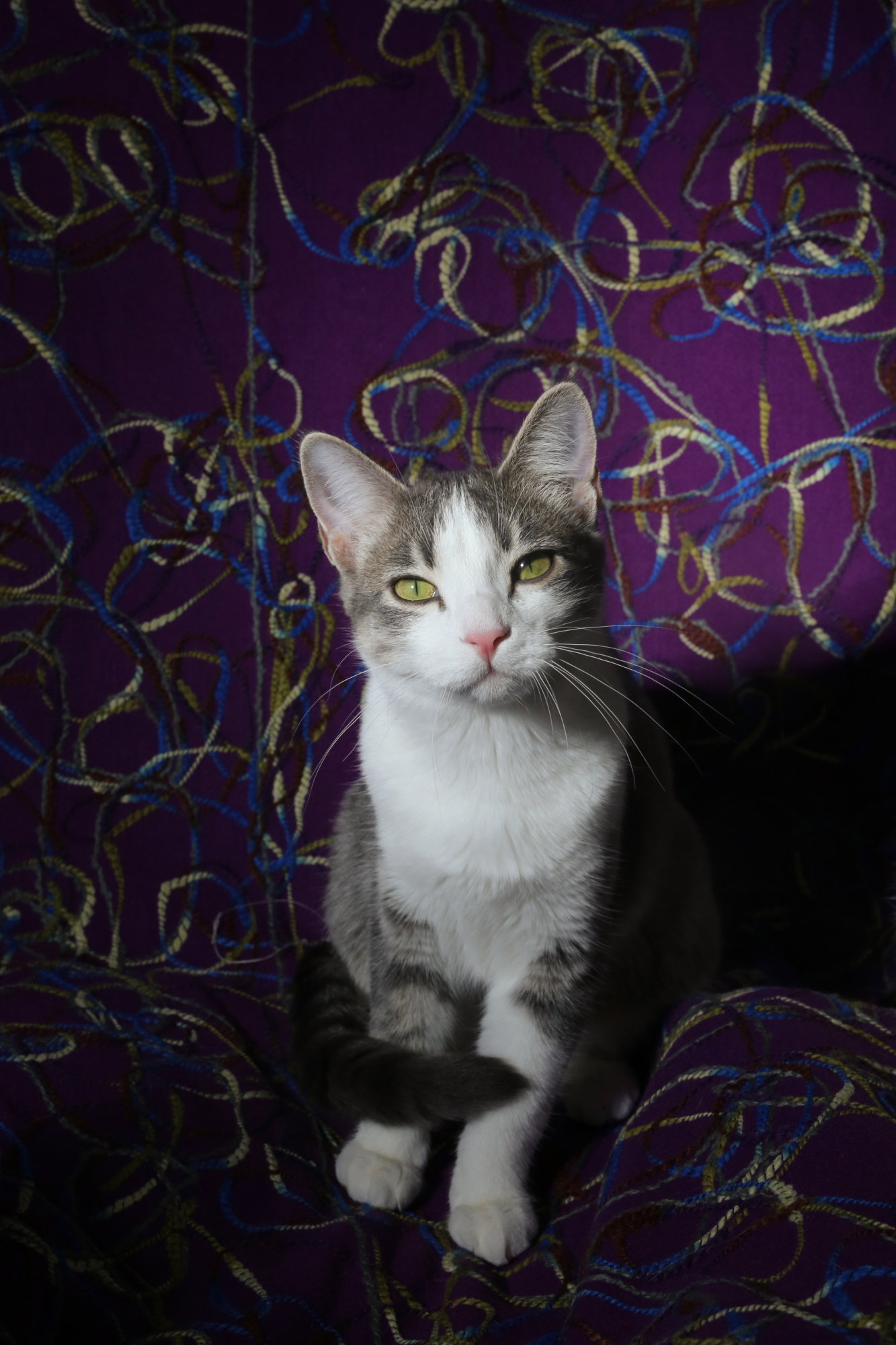 Hermalee (FeLV+)