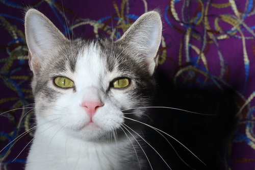 HERMALEE (FELV+) - Domestic Short Hair available for adoption