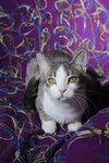 Hermalee (FeLV+) - Photo 3