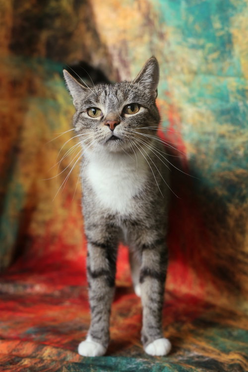picture of the cat needing adoption