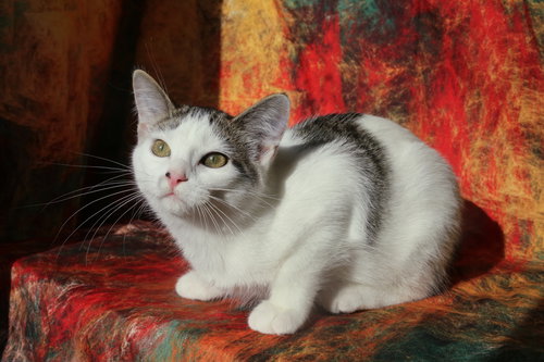 picture of the cat needing adoption