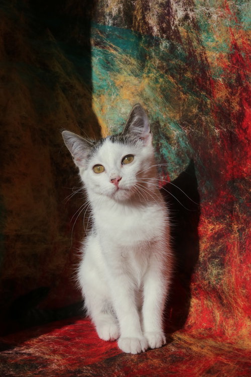 picture of the cat needing adoption