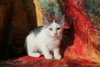 Riggs (FeLV+) - Photo 2