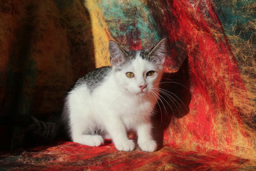 RIGGS (FELV+) - Domestic Short Hair available for adoption