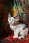 Riggs (FeLV+) - Photo 3