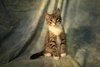 Vinson (FeLV+) - Photo 3