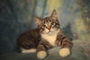 Vinson (FeLV+) - Photo 4