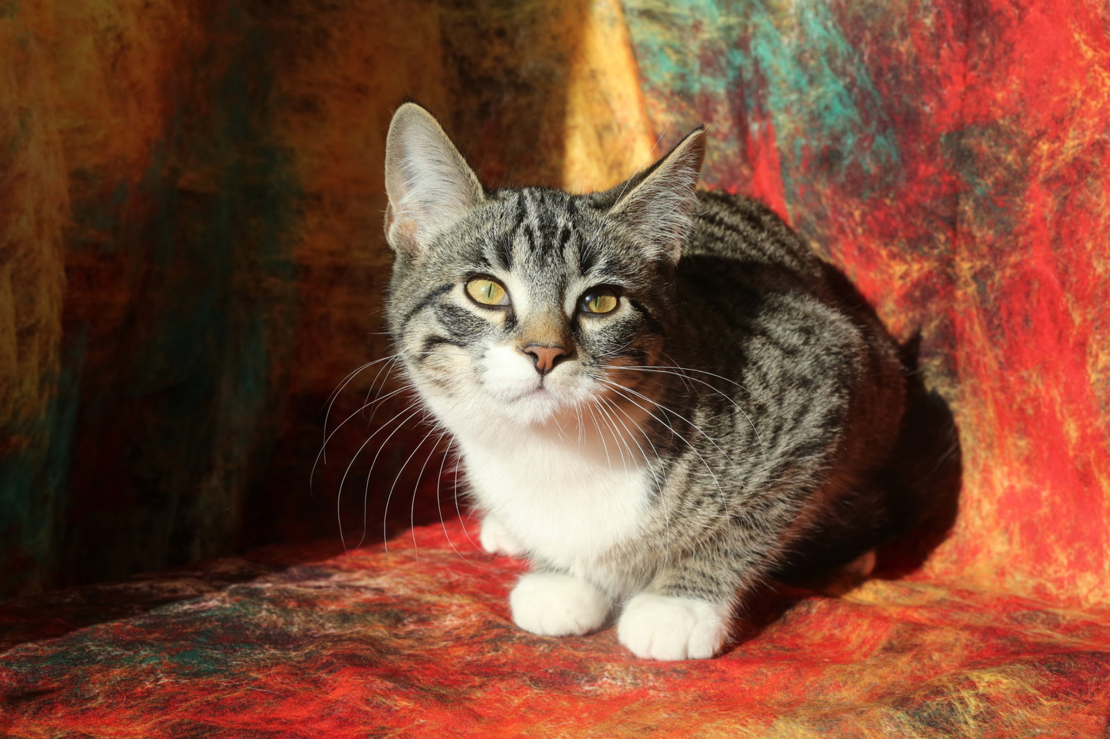 Vinson (FeLV+)