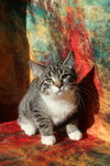 Vinson (FeLV+) - Photo 2