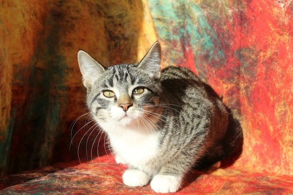 Vinson (FeLV+)