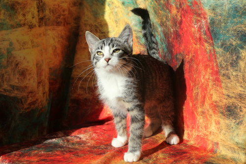 picture of the cat needing adoption