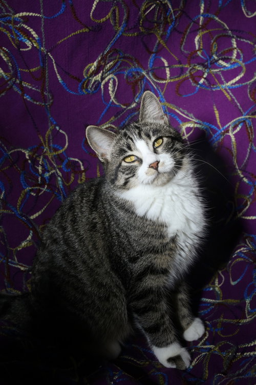 picture of the cat needing adoption