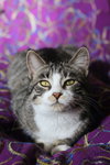 Zamora (FeLV+) - Photo 2